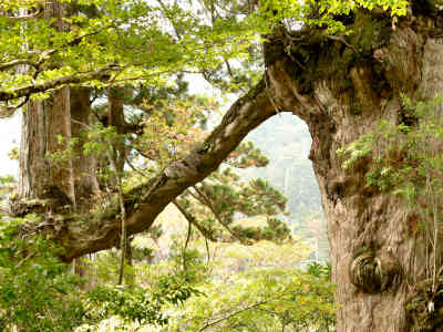 夫婦杉