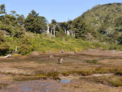 花之江河１