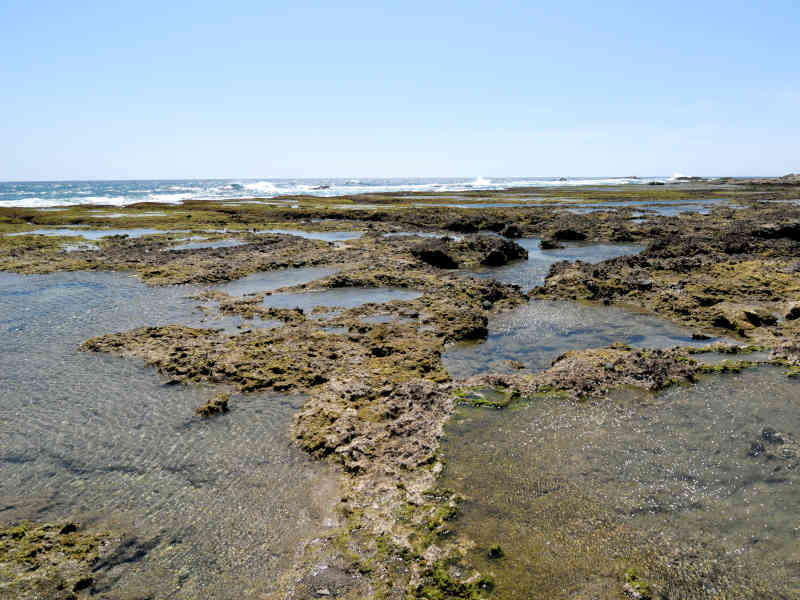 春田浜離水珊瑚礁