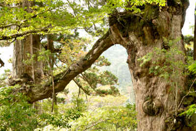 夫婦杉