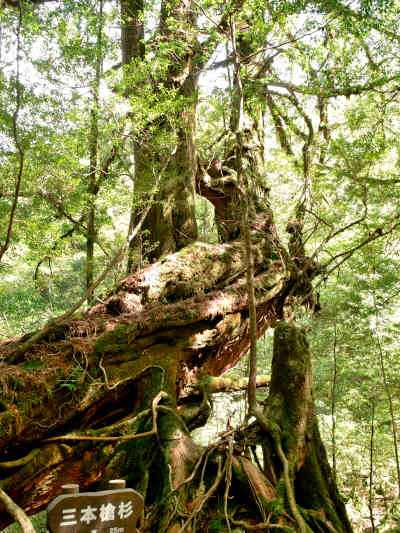 三本槍杉