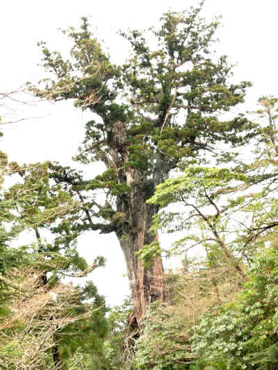 川上杉